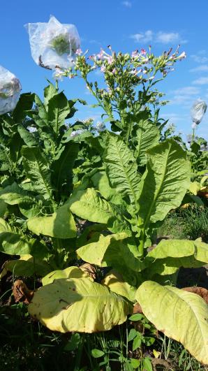 PLANT